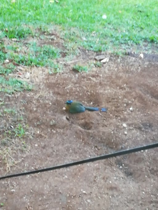 Con aves q alegremente te despertarán con su canto