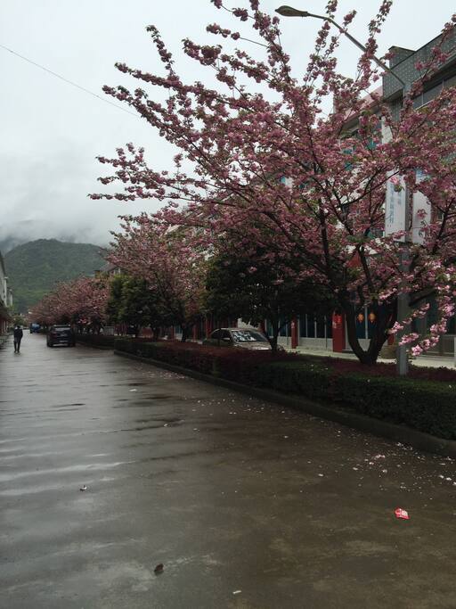 村庄主路