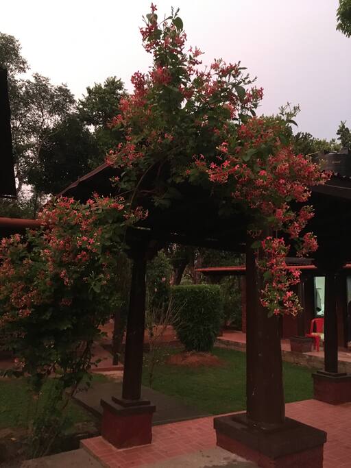 Maloti flowers