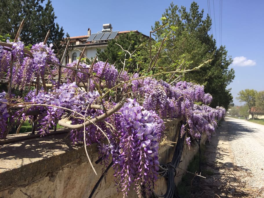 Spring flowers