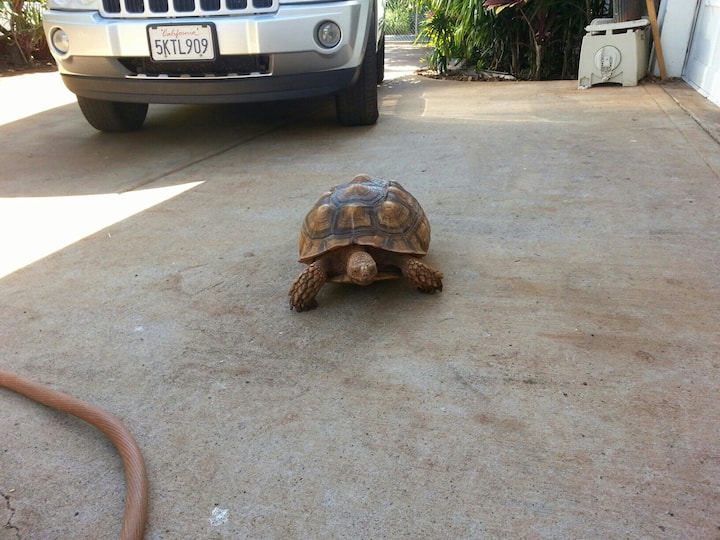 A Tortoise & bird refuge off the Bch