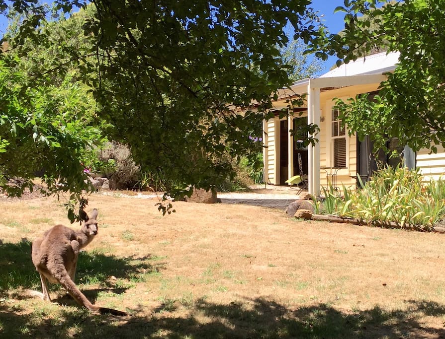 Kangaroos sometimes hop around the gardens immediately outside (summer photo)