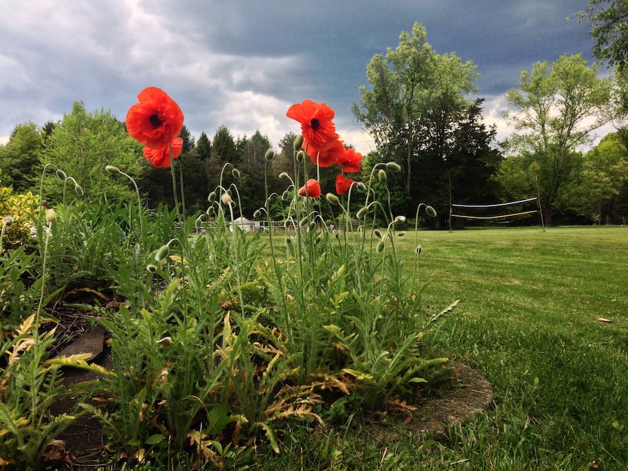 Poppies in the backyard
