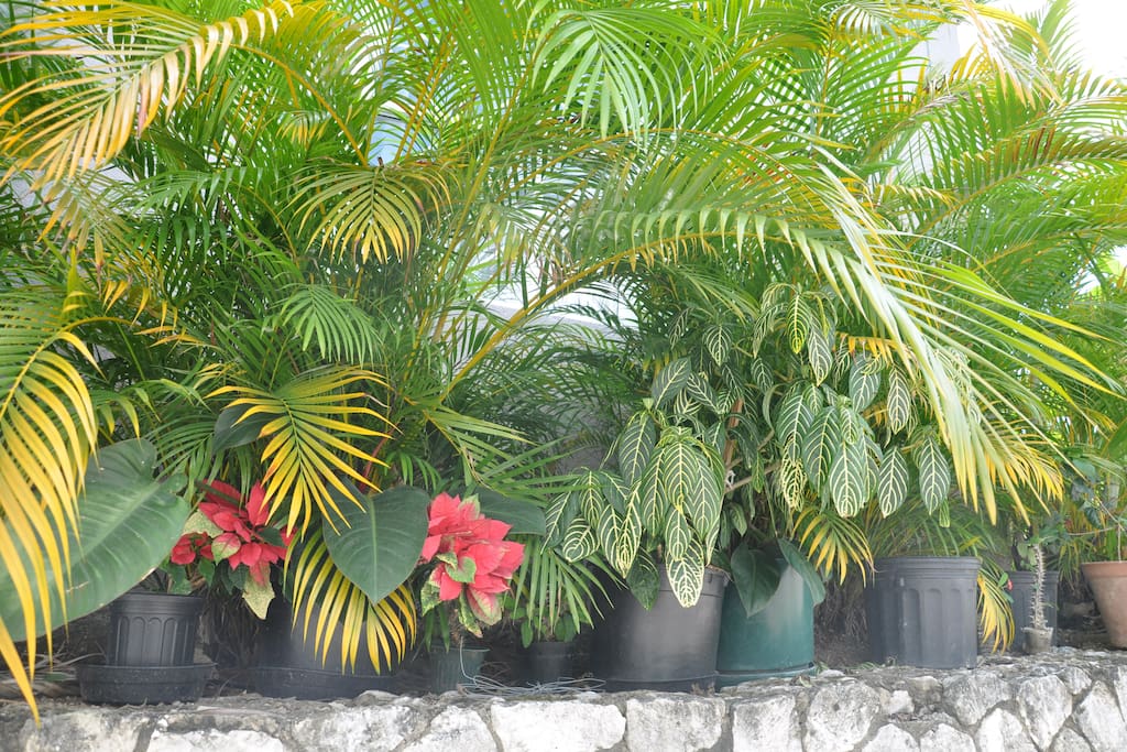 Outdoor vegetation
