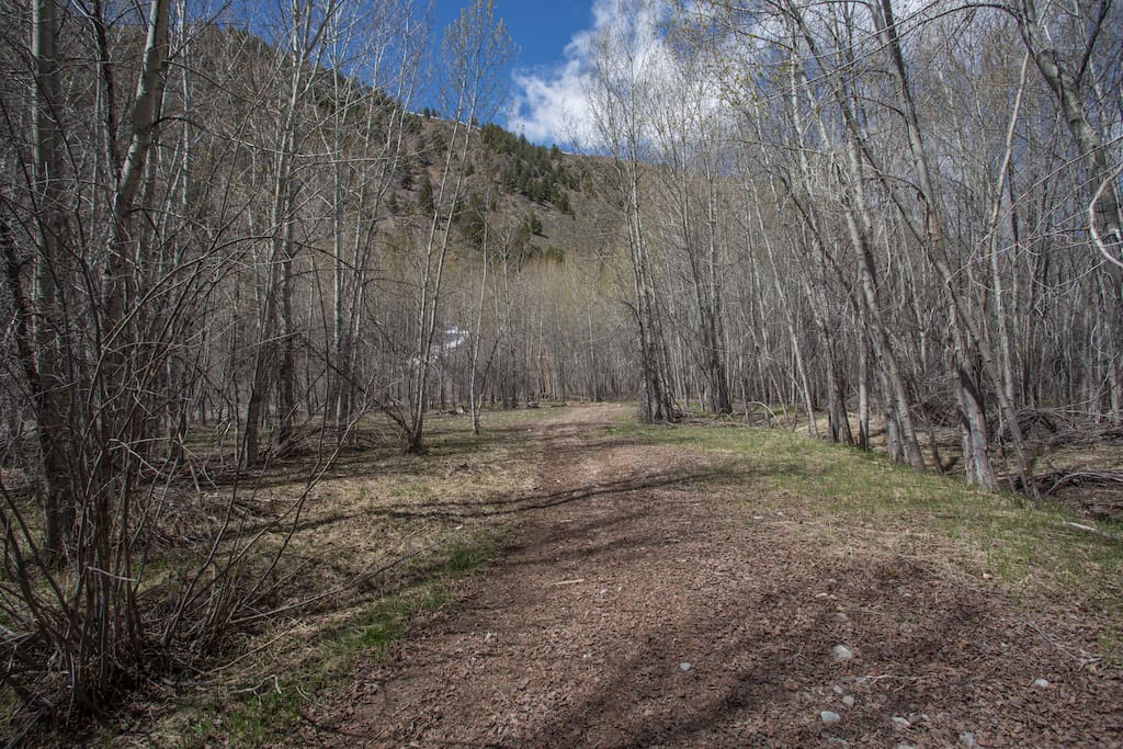 A beautiful walk through the woods