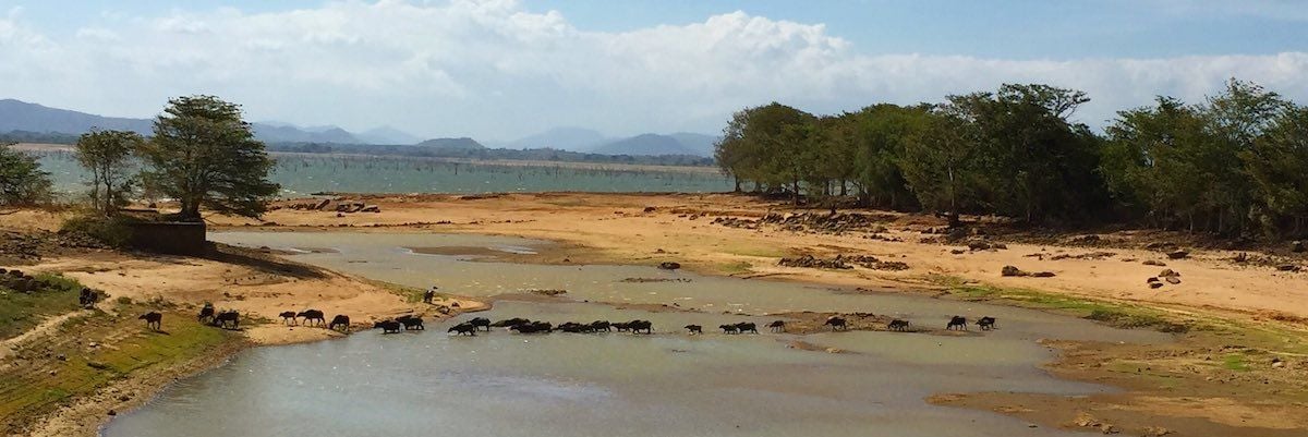 A serene landscape showcases a riverbank with scattered trees and rolling hills in the background. Grazing cattle can be seen moving through shallow water, indicating a peaceful natural setting. The sky is bright with a few clouds, contributing to a calm atmosphere.