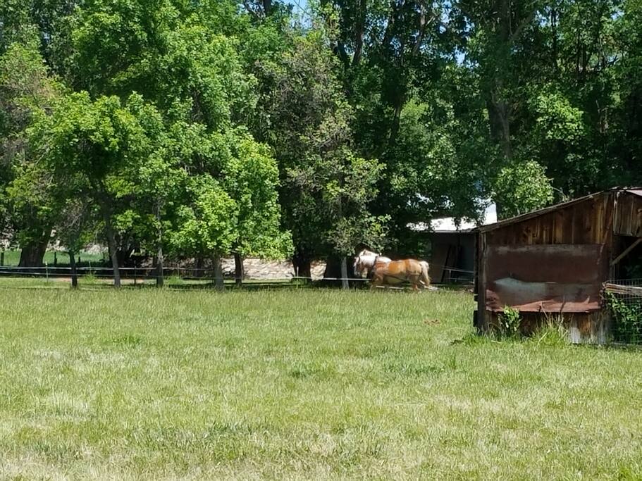 Draft horses at work...