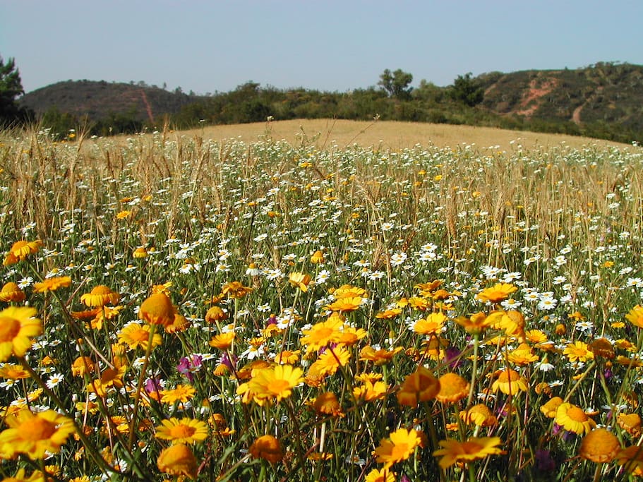 Odeceixe o campo na Primavera
Spring countryside Odeceixe