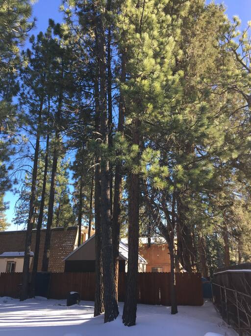 Views of Trees in the backyard