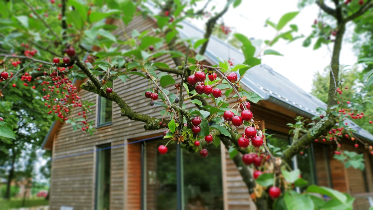 A close-up of a fruit-bearing tree branch showcases clusters of vibrant red cherries. The background features a modern wooden house with large windows, allowing the home’s rustic architecture to be appreciated. Leaves surrounding the cherries add a touch of greenery to the setting.
