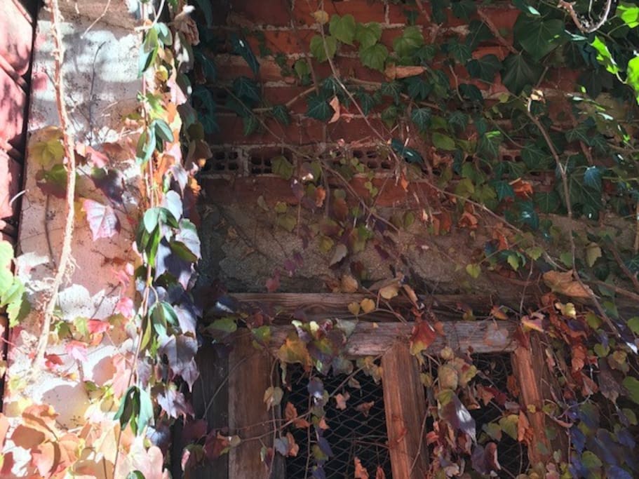 autumn leaves