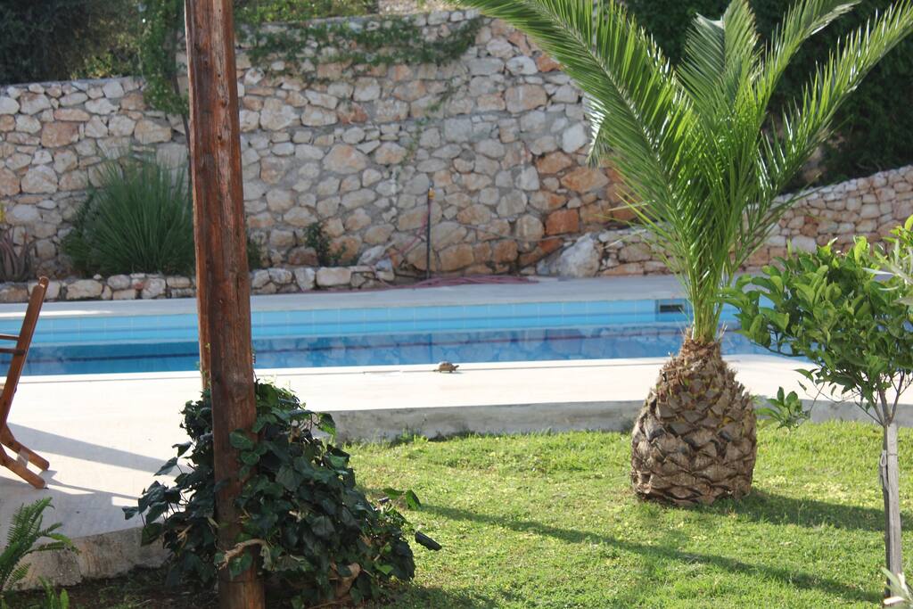Trees beside the pool