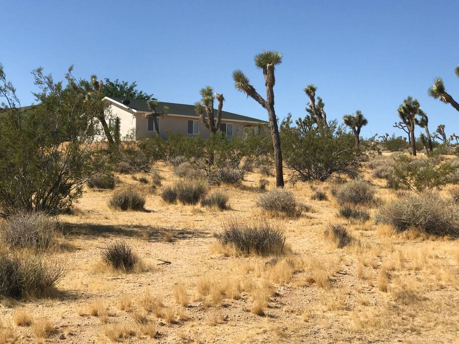 We're surrounded by Joshua Trees.