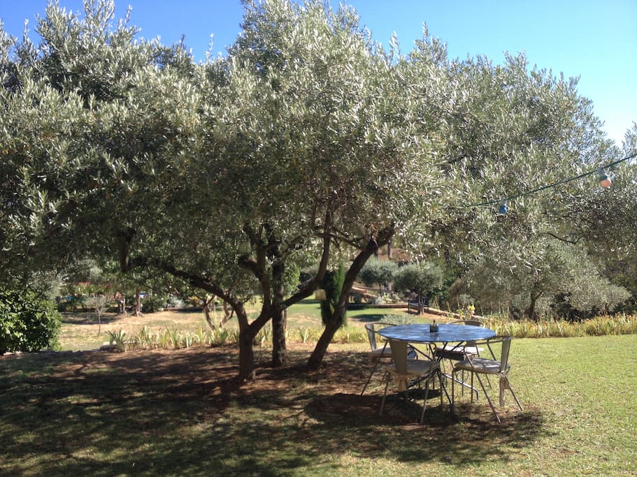 Coin repas sous l'olivier