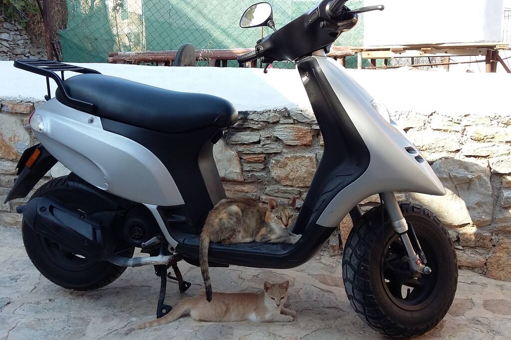 anche per i gatti di Symi! - Also for Symi cats!