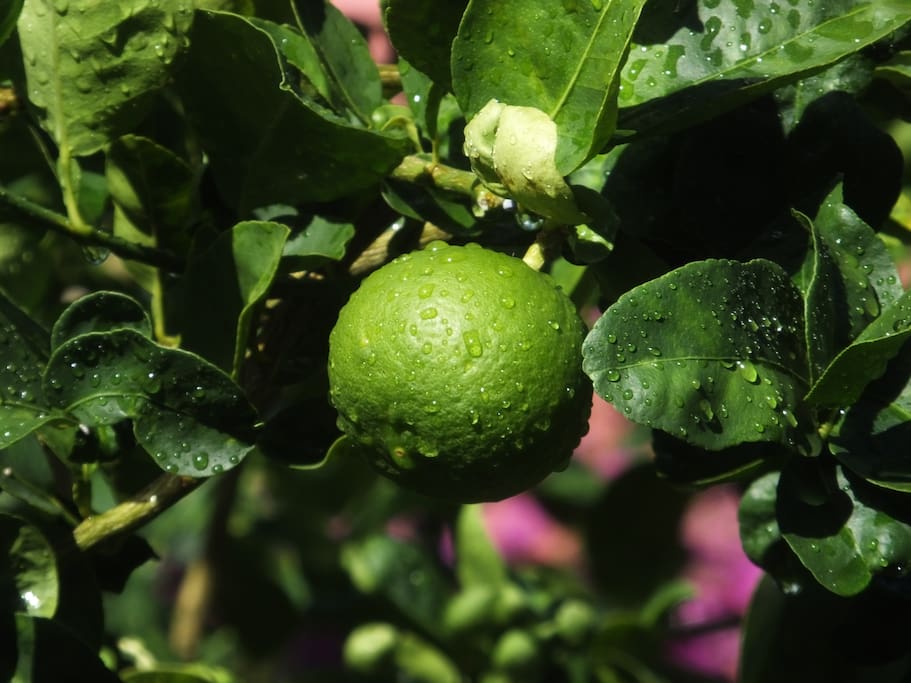 Free Limes in the garden