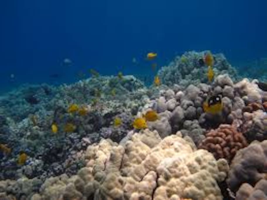 Culebra Reef