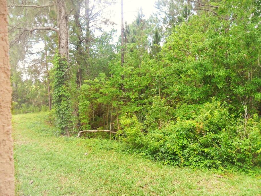 Treefield Reserve is on a corner plot with beautiful conservation to the right.