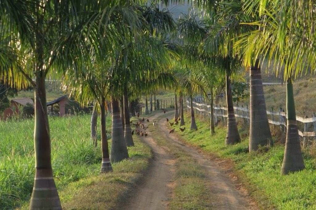 Walking through the Palms