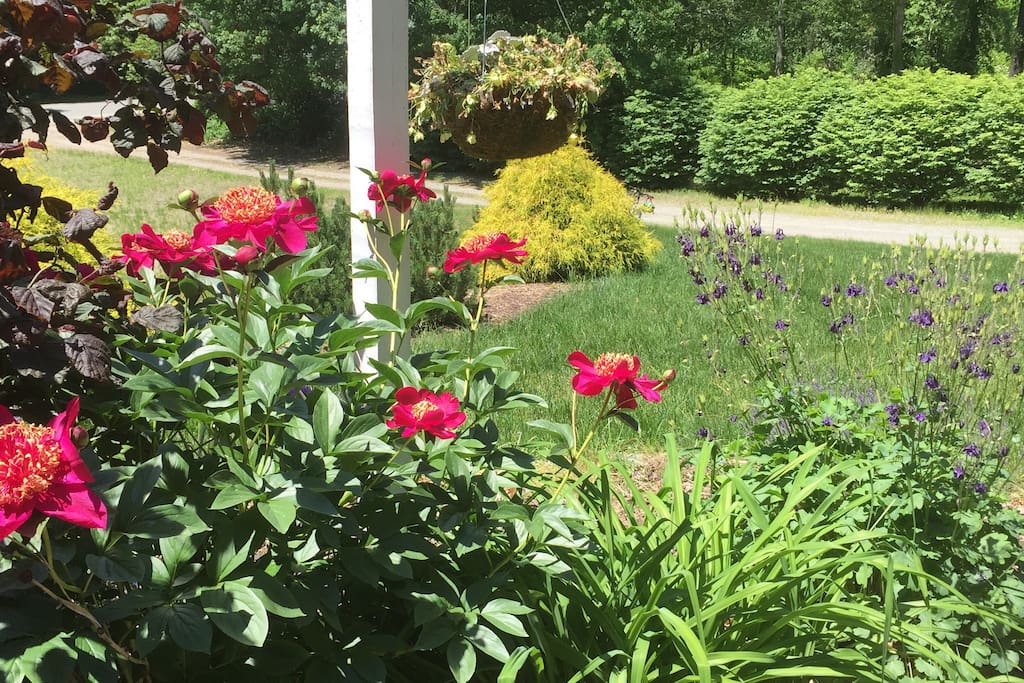 Rose Garden