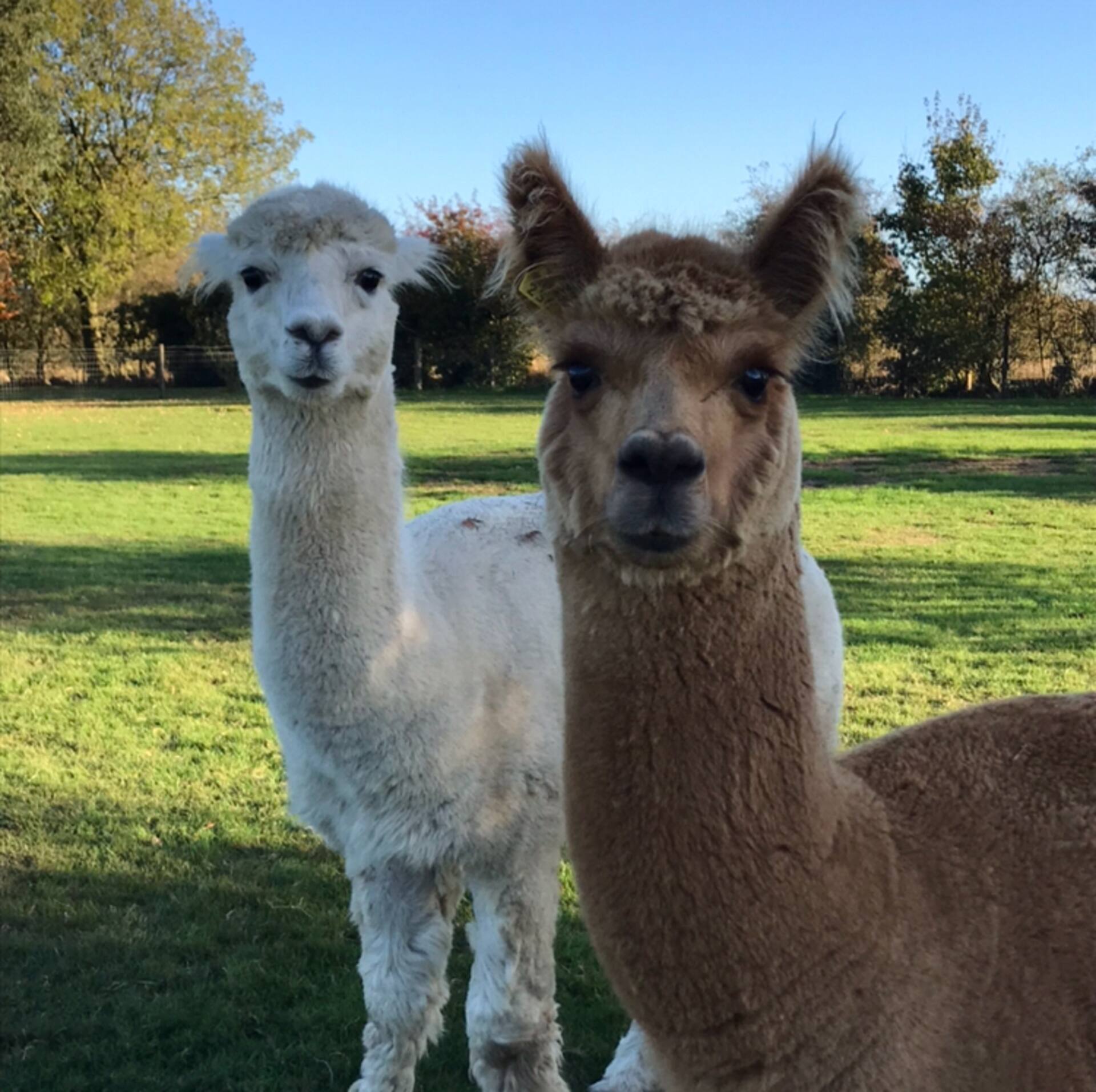 Comfortable & modern. Large garden with Alpacas