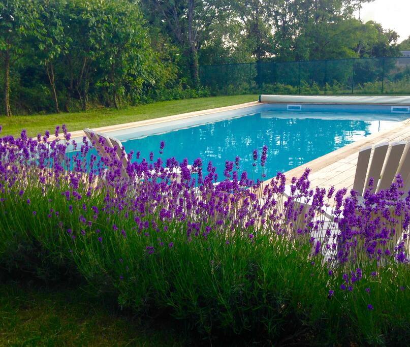 Lavender by the pool.