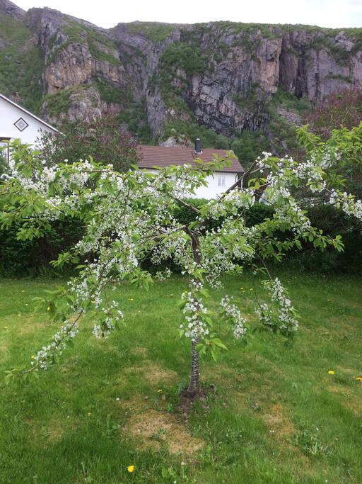 Blomstring i hagen