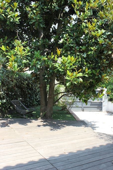 A l'ombre de notre magnolia