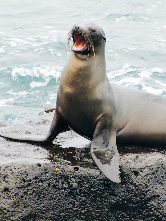 Show full-screen, host-provided image