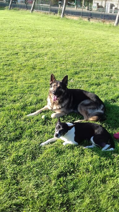 Friendly dogs who enjoy meeting new people.