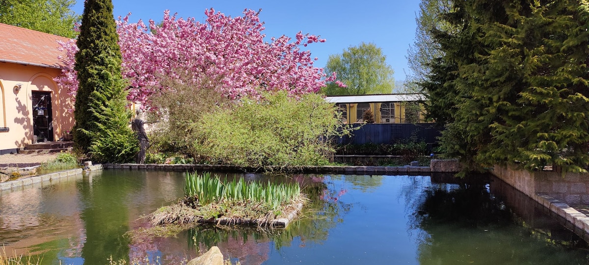 A tranquil courtyard is depicted, featuring a small pond surrounded by lush greenery and blooming trees. The clear water reflects nearby flora, while an island of grass stands in the center. The scene conveys a serene environment ideal for relaxation.