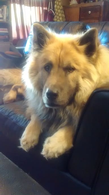 Dog of the house: Mescal