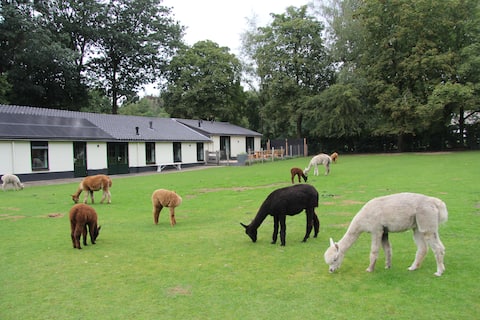 Luxury group accommodation at Alpaca's 6 - 10 pers.