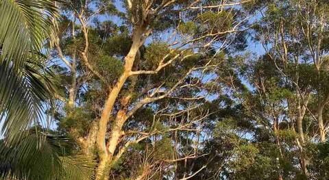Avoca tree tops