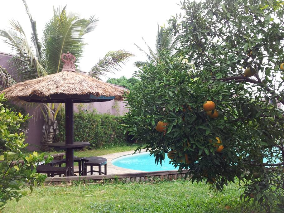 Arbres fruitiers: bananiers,cocotiers,manguiers,etc
