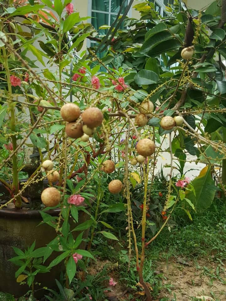 Top 10 Tiny Houses For Rent In Malaysia - Updated 2024 | Trip101