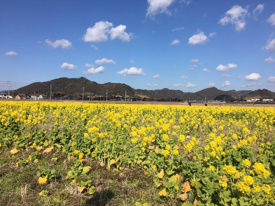 What a beautiful canola flower!