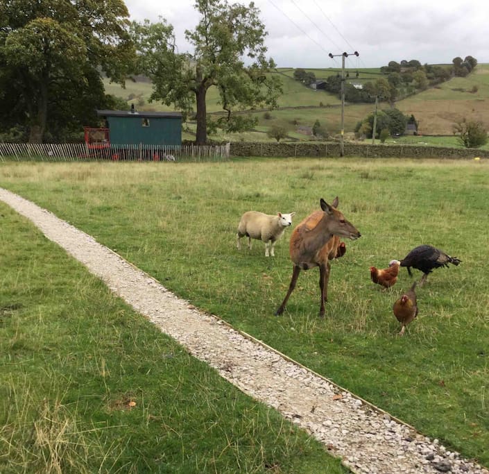 Pet deer, chickens, turkey and sheep in the field adjacent
