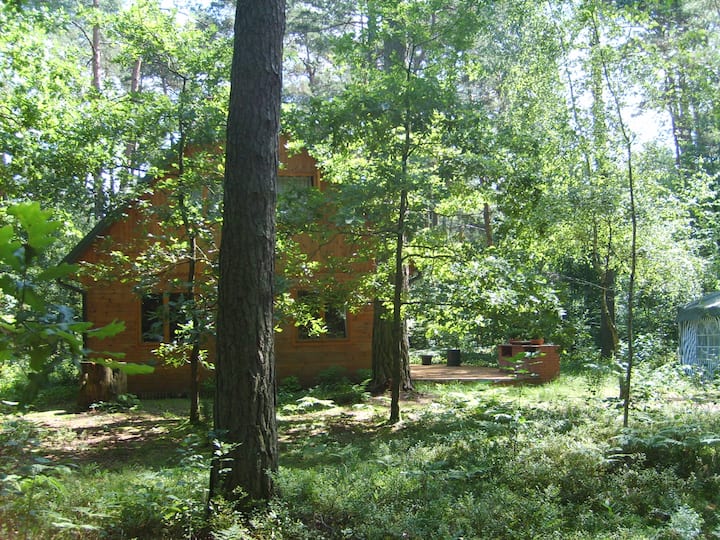 Big and little house in the middle of forest