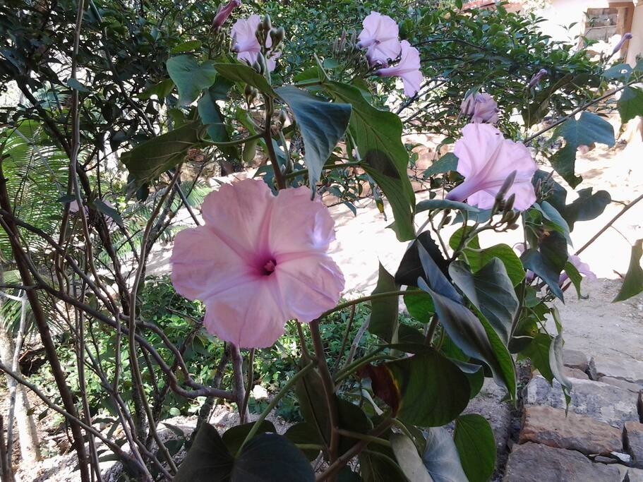 Finca San Vicente