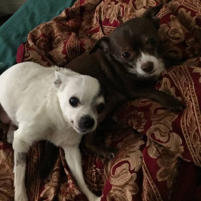 Pika and Noodle.