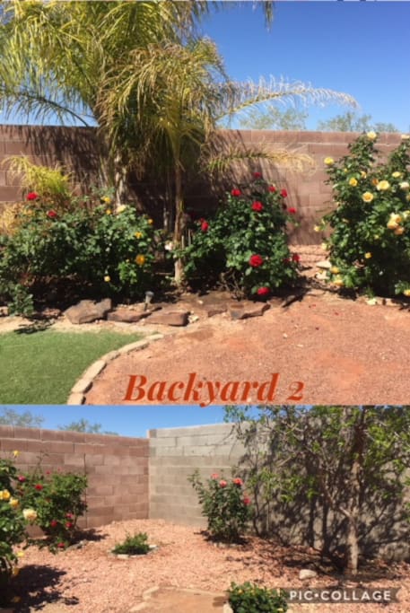 Back yard