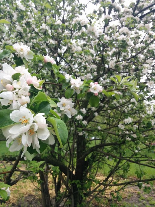 Our apple tree :)