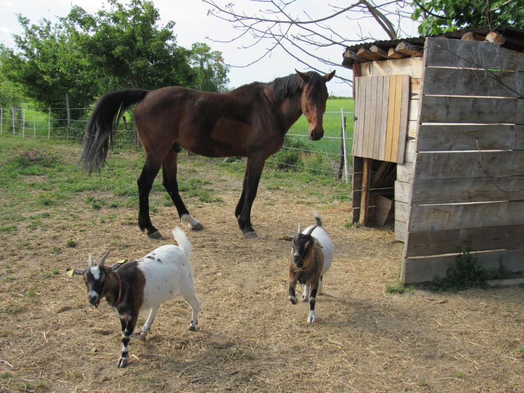 A horse stands next to a wooden shelter on the farm property. Two goats are seen playfully running nearby on the grassy ground. The surrounding area features a green landscape, with trees visible in the background.
