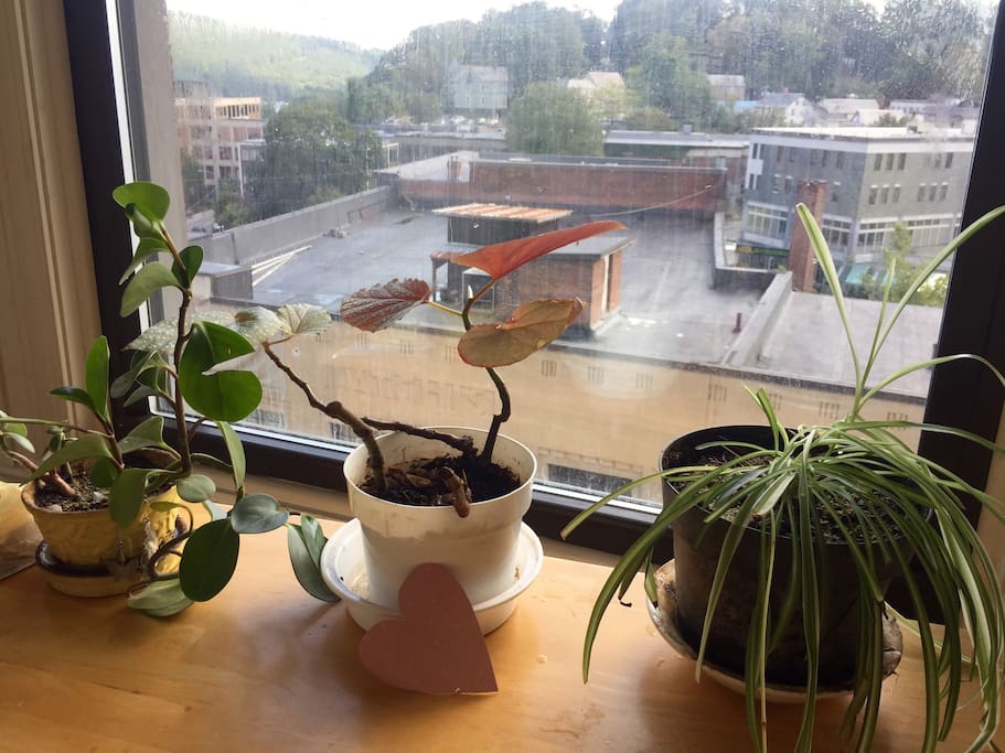 Seven green in house plants, all better looking now with more vibrant color and life within....