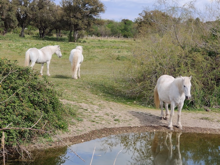 Studio En Camargue  "La Grange" - Bellegarde