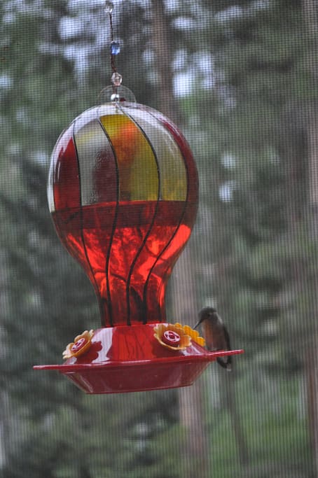 Hummingbirds stopping by to visit.