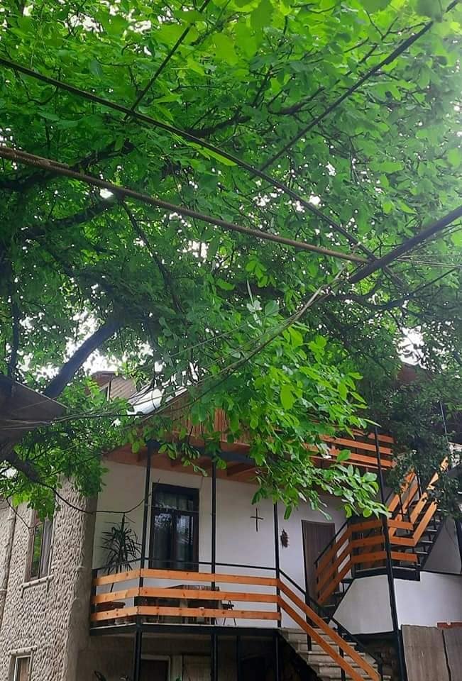A multi-level building with a light-colored façade is surrounded by vibrant green foliage. The entrance is framed by a series of black railings and orange accents, which add contrast to the natural surroundings. Lush leaves create a shaded area, enhancing the outdoor appeal.