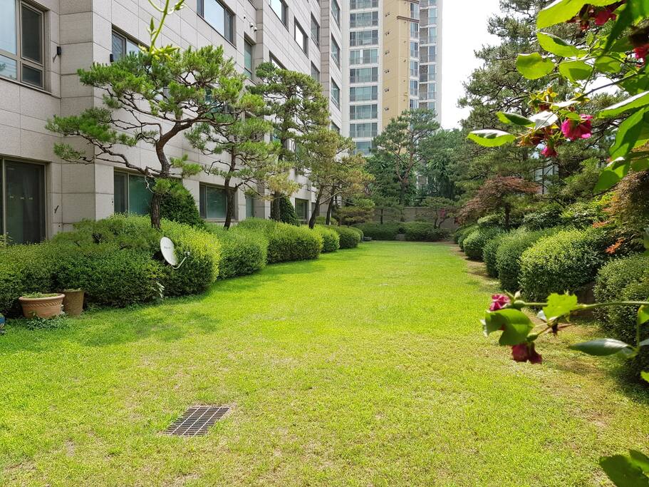 Back yard
