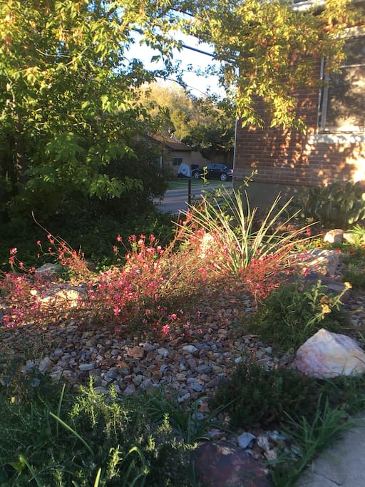 Xeriscaped flower bed in the front yard.